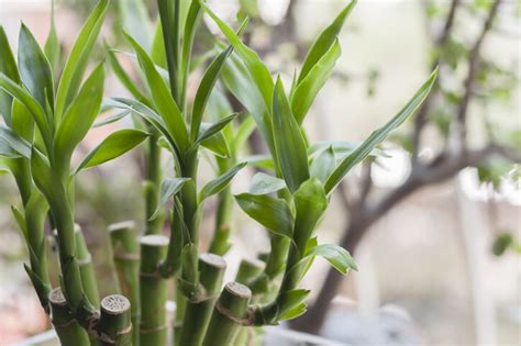 石蓮花風水|風水植物｜不只富貴竹！7款招財/招桃花植物推介+不 